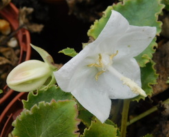 Campanula troegerae 